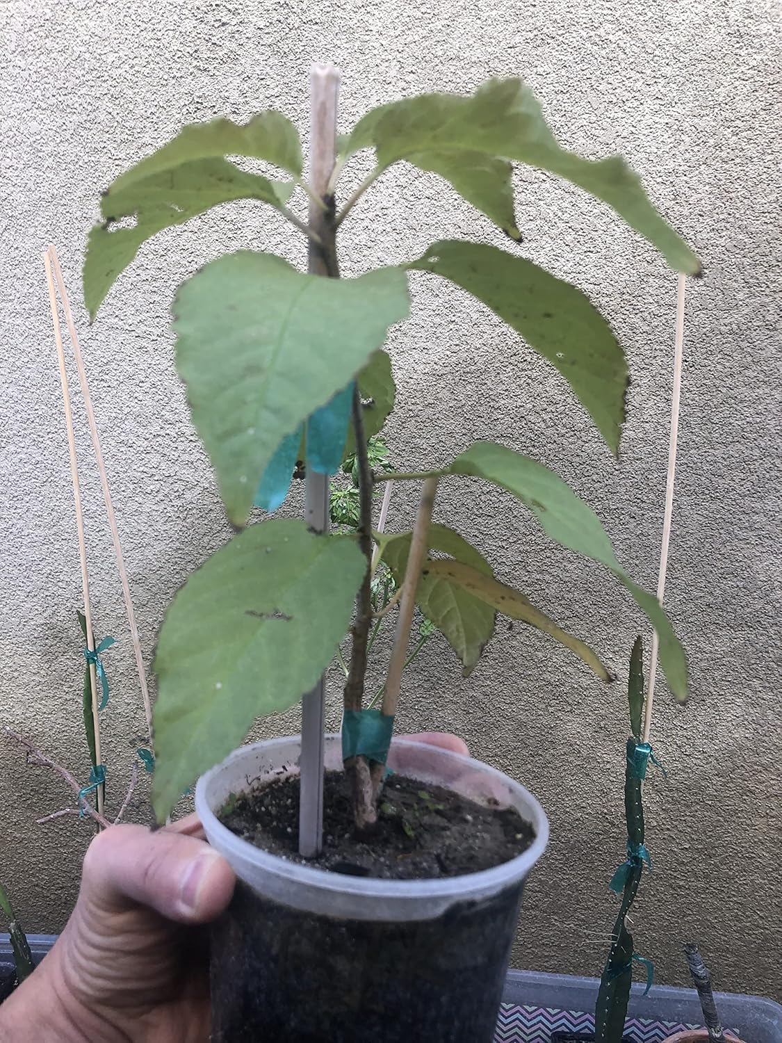 Rare Live Black Sour Sweet Delicious Cherry Organic Tree, Plant 2-4