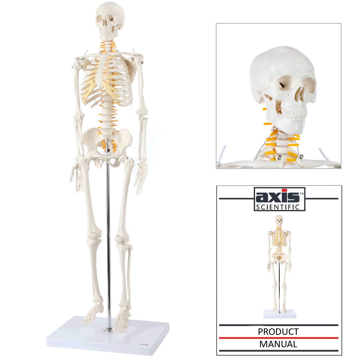 Axis Scientific Mini Human Skeleton Model with Metal Stand, 31