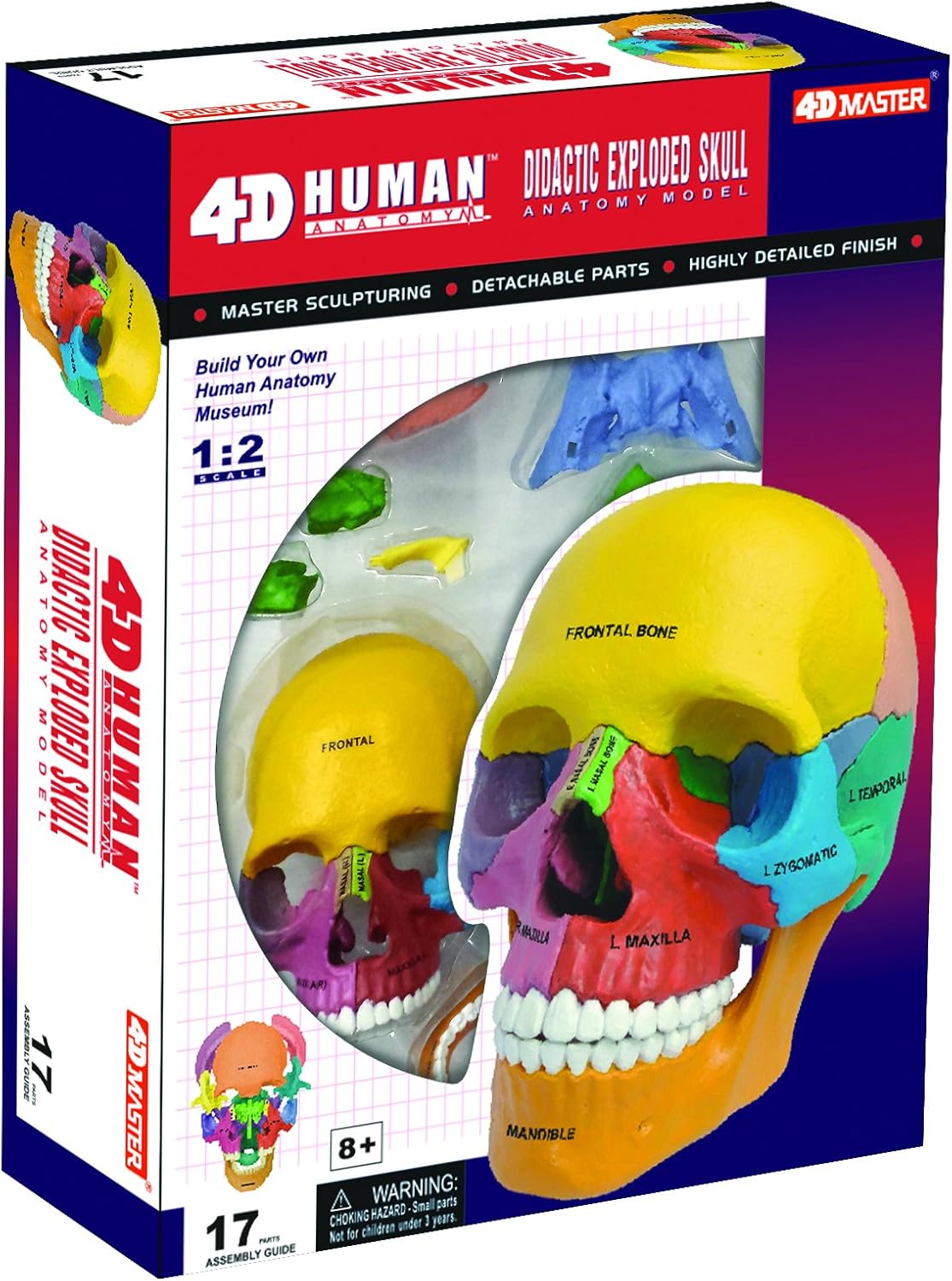 4D Master 26087 4D Anatomy Didactic Exploded Skull Model