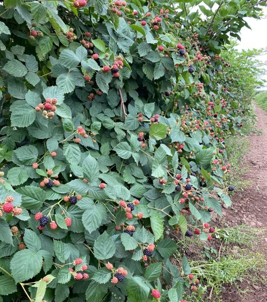TriStar Plants- TripleCrown Blackberry Bush Thornless -2.5