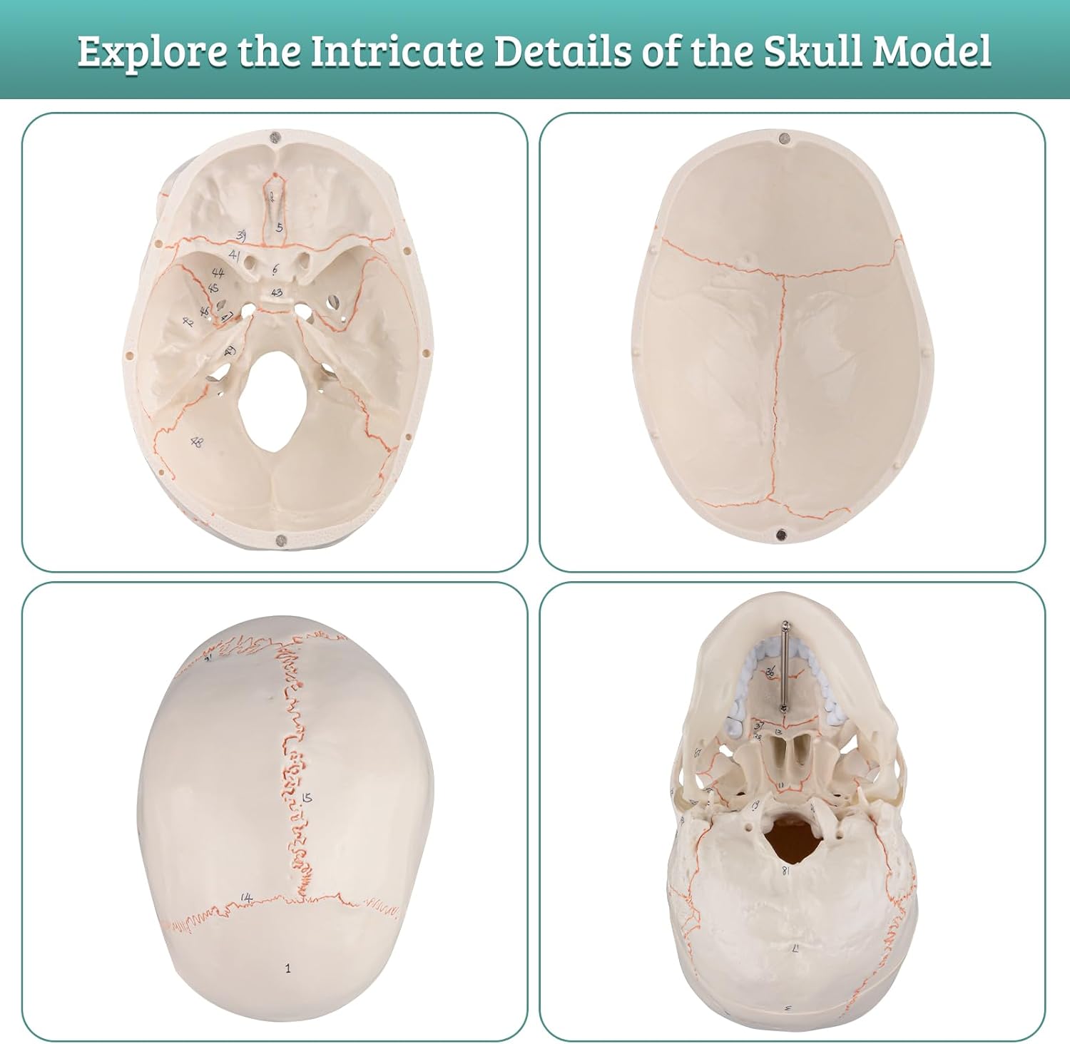 Numbered Human Skull Model - Life Size Medical Quality Anatomical Model with 3 Parts and Painted Sutures - Ideal for Medical Students and Science Education