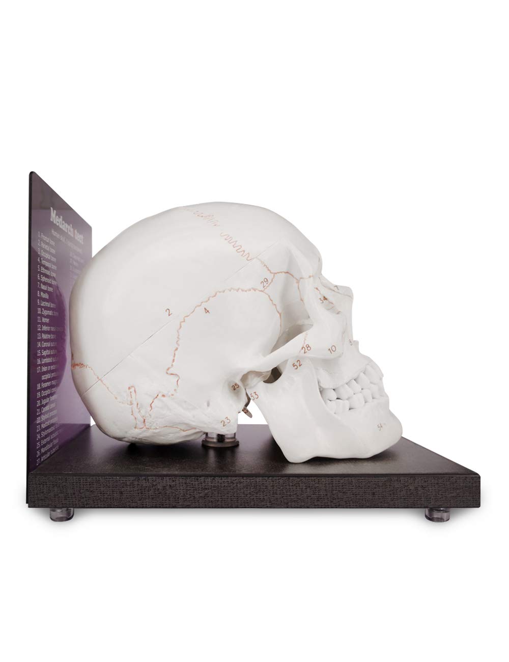 Upgraded Life Size Human Head Skull Anatomical Model with Newest Laser-Etched Fonts Not Hand Write Number, Not Smudged for Medical Student Human Anatomy Study Course