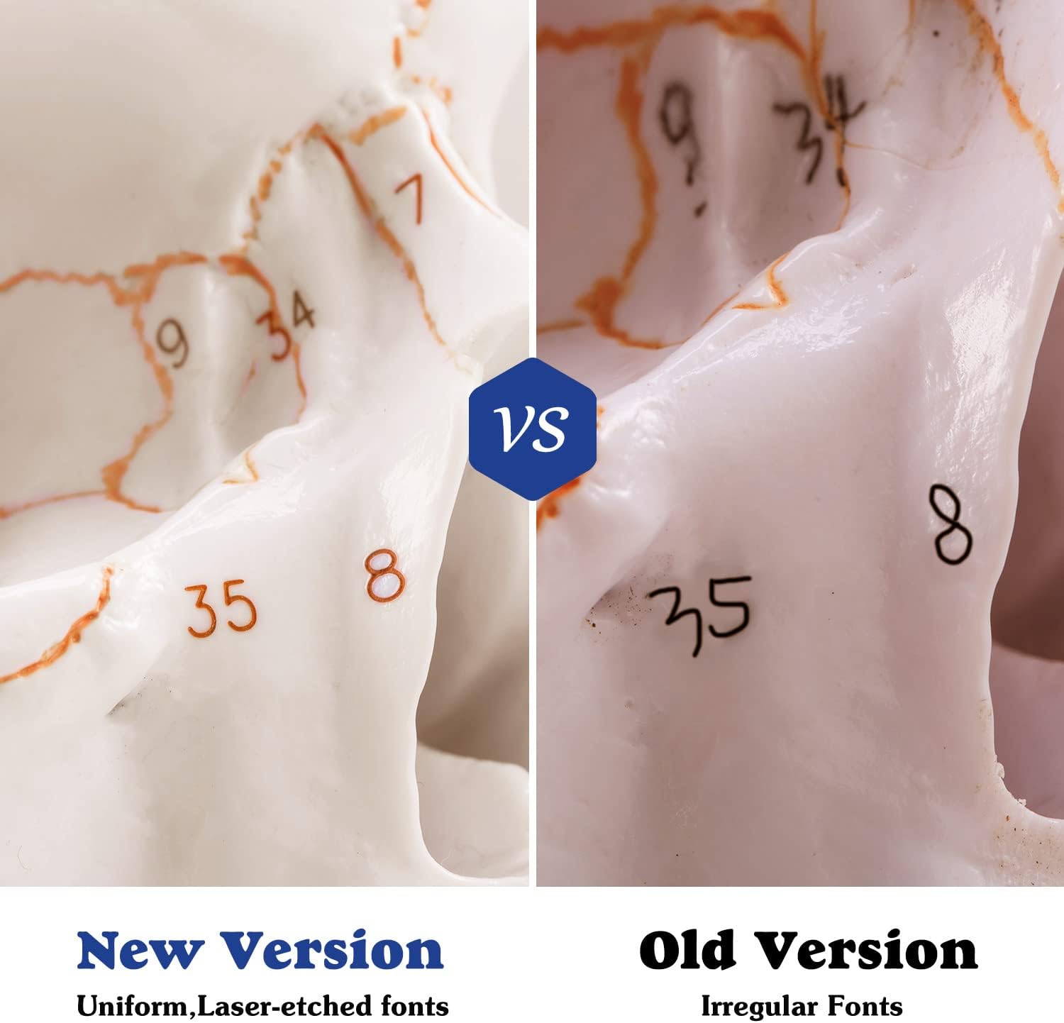 Upgraded Life Size Human Head Skull Anatomical Model with Newest Laser-Etched Fonts Not Hand Write Number, Not Smudged for Medical Student Human Anatomy Study Course