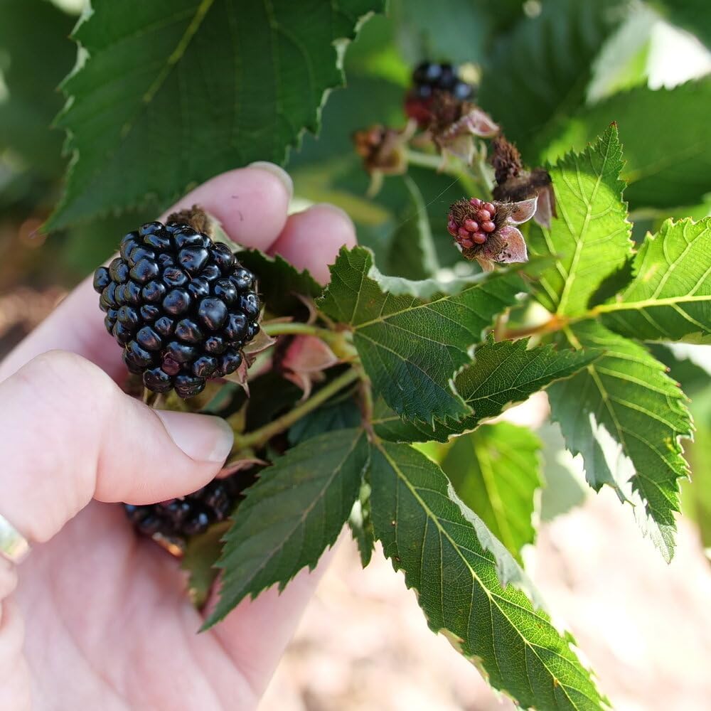 4 Ponca Thornless BlackBerry Rubus Live Starter Plants, Black, Green, Red