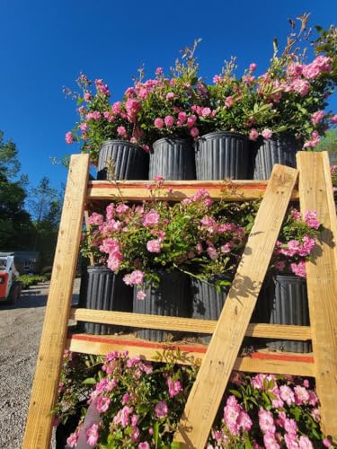 Peggy Martin Climbing Rose - Live Plant - 3 Gallon Pot