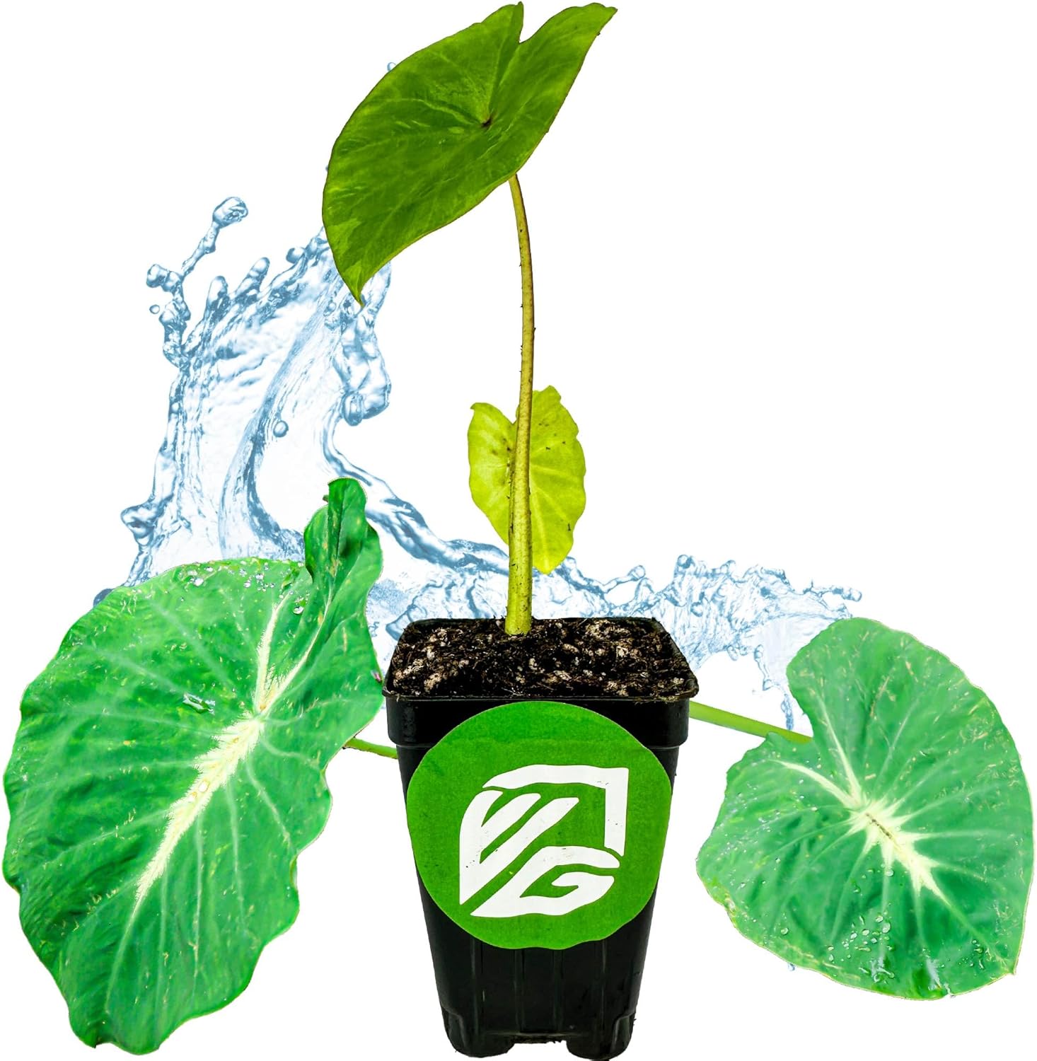 Nancyana Elephant Ear Live Plant - Nancy's Revenge - Colocasia - Wellspring Gardens Starter Plant for Indoor and Outdoor Garden Planting - Tropical Perennial Plant, Potted Houseplant