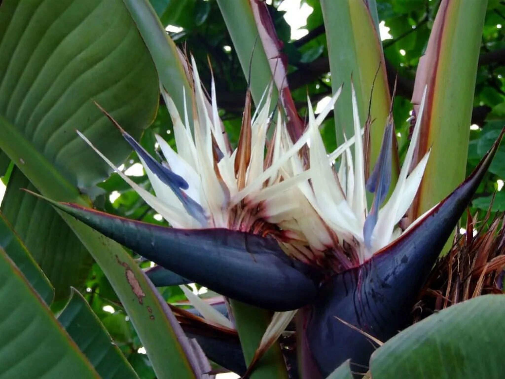 ~~GIANT WHITE~~Bird of Paradise~Strelitzia Nicholai~~WELL STARTER ROOTED PLANT