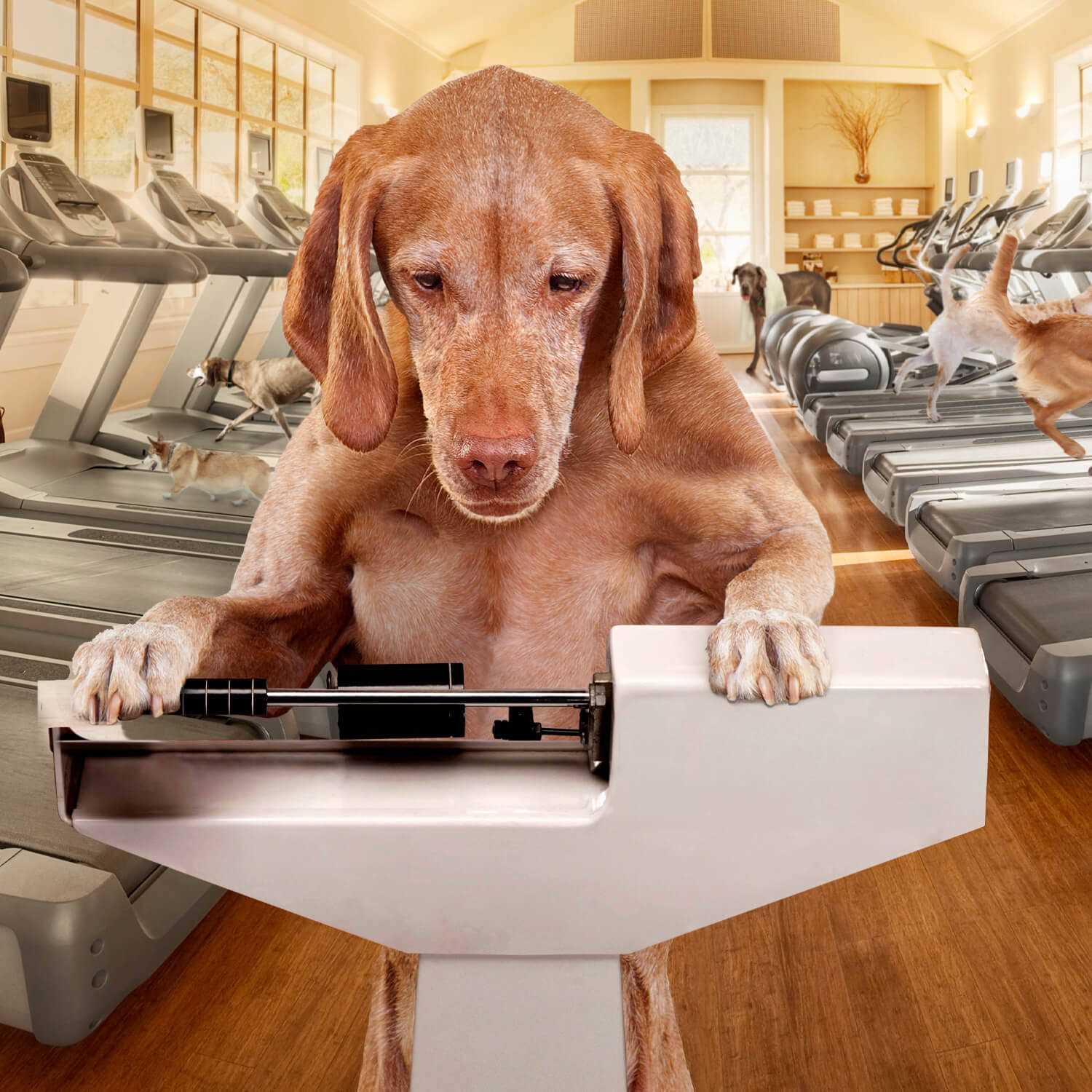 Fromm Gold Coast Weight Management Dry Dog Food - Pet Supplies online store