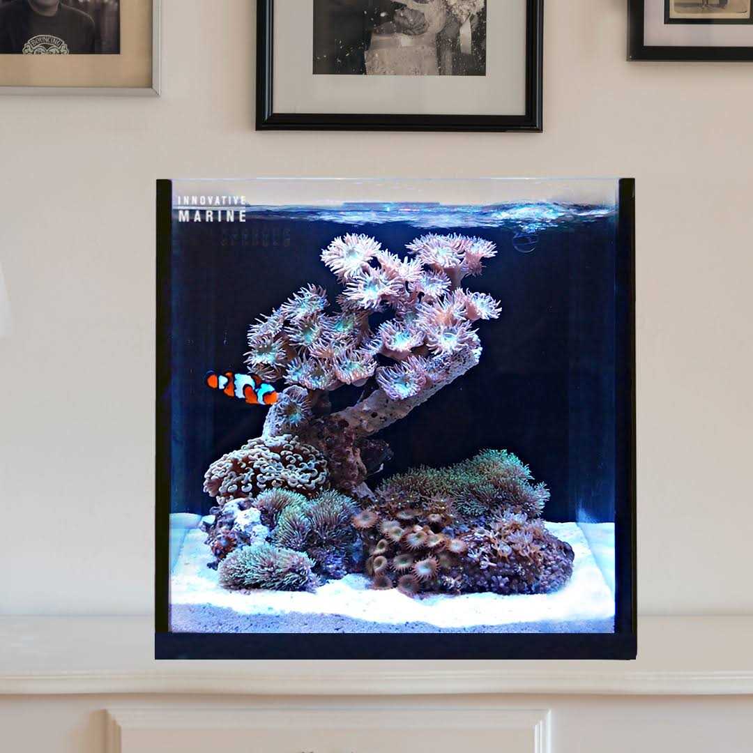Innovative Marine 15 Nuvo Fusion AIO Cube Aquarium - Pet Supplies online store
