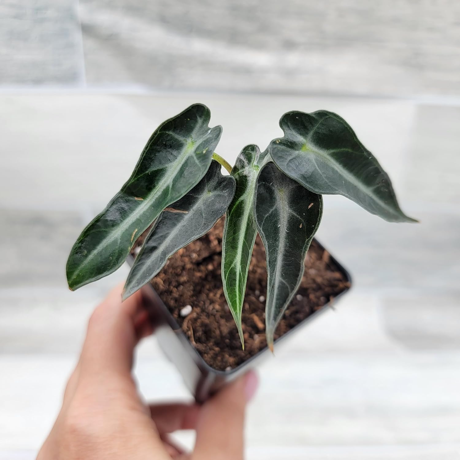 Alocasia Bambino aka African mask in 3 inch Nursery Plant Pot Live Rare Exotic Tropical Indoor House Plants Easy to Grow Housewarming Gift Decoration Gift for Home or Office by 3exoticgreen