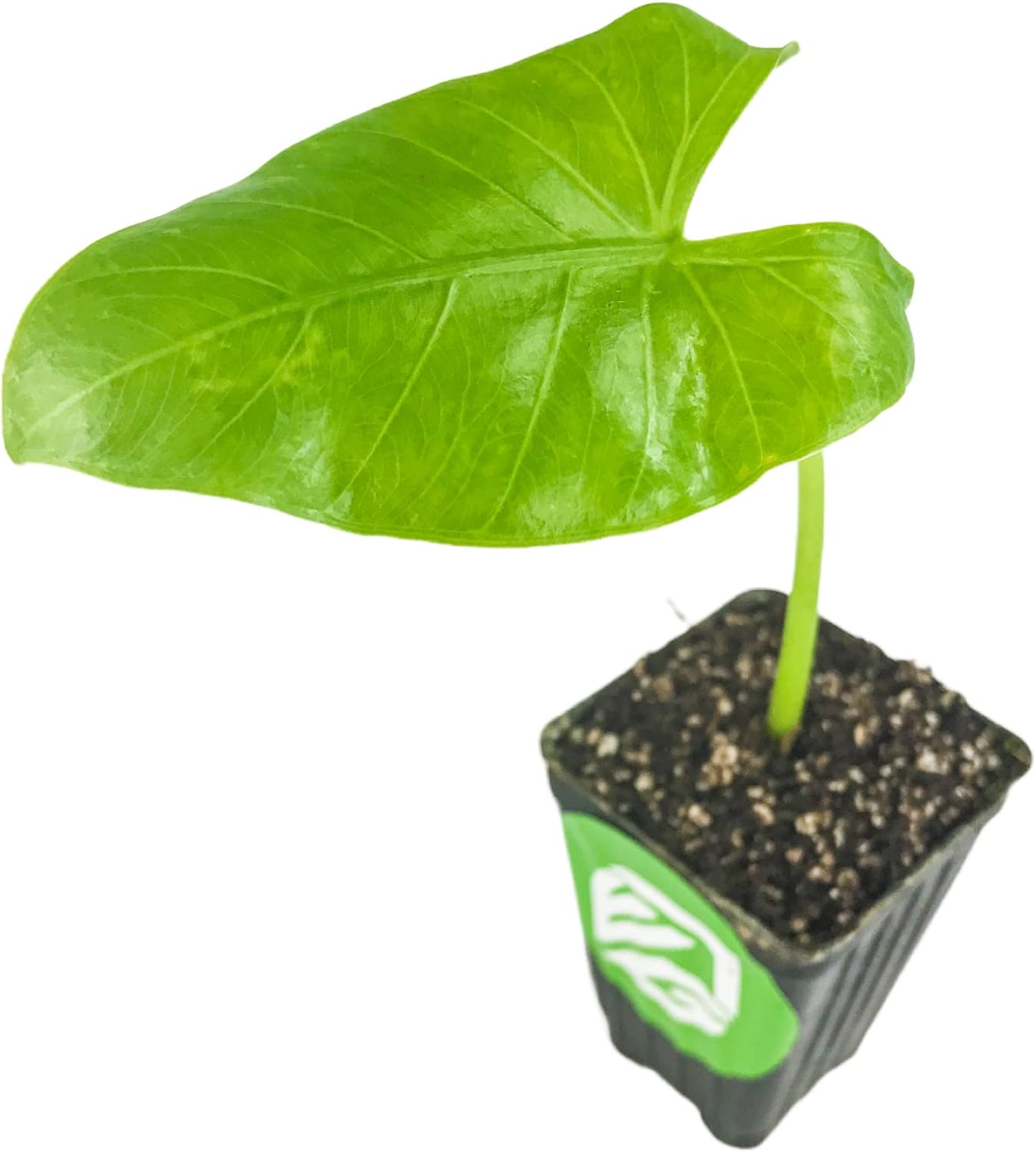 Borneo Giant Elephant Ear Live Plant - Alocasia macrorrhiza by Wellspring Gardens - Large Tropical Foliage, Indoor/Outdoor, Fast-Growing, Easy to Care, Exotic, Houseplant Starter Plant