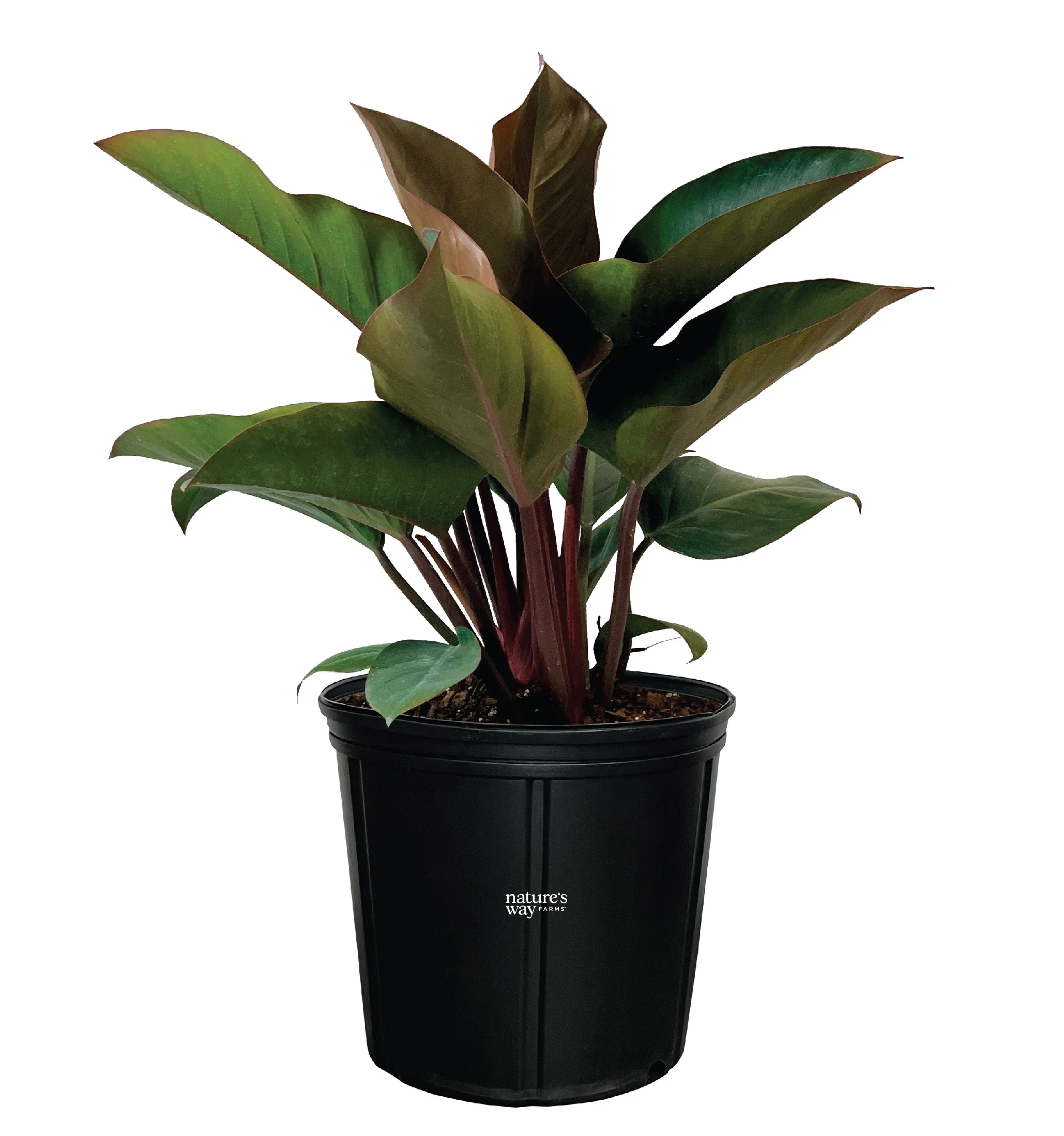 Nature's Way Farms Philodendron Rojo Congo Live Plant (25-30 in. Tall) in Grower Pot