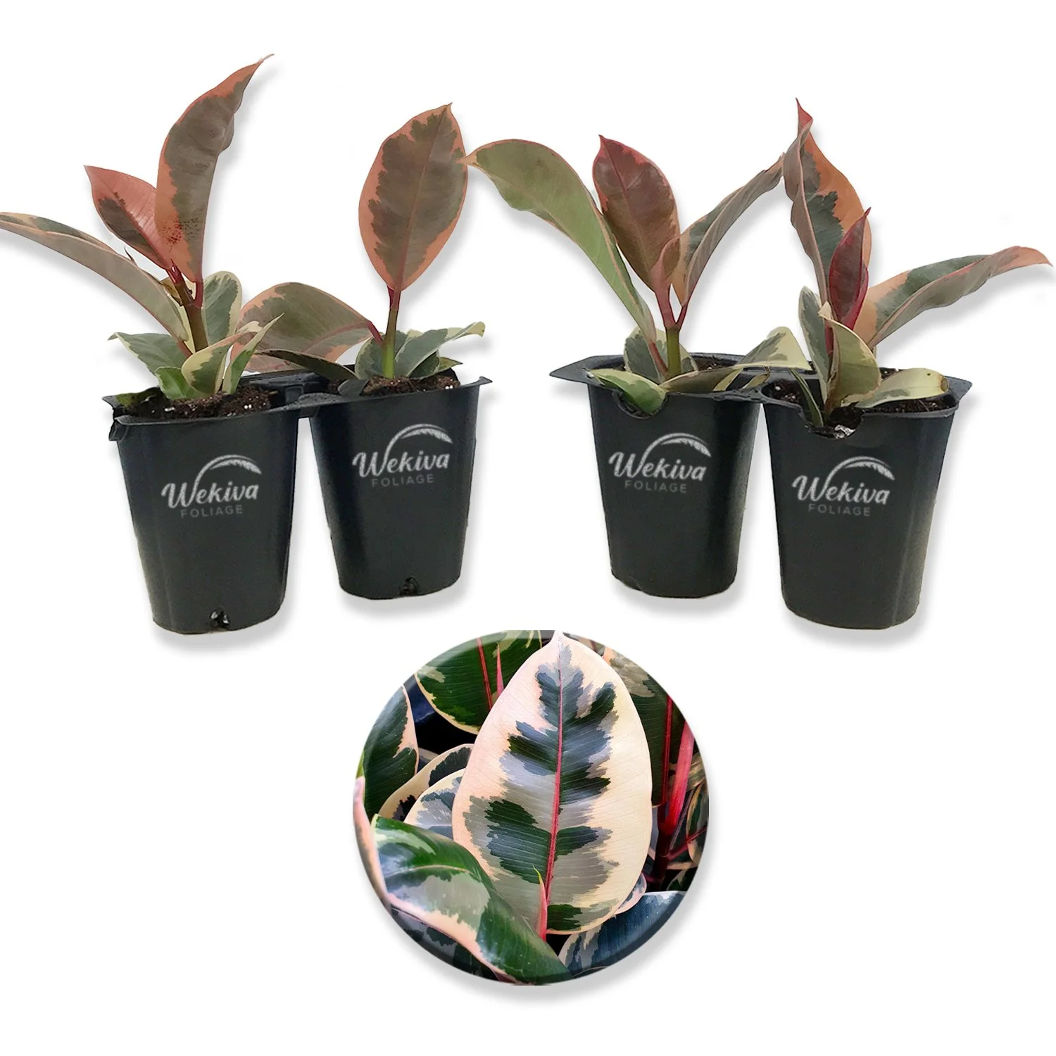 Ficus Tineke Tree - 4 Live Starter Plants in 2 Inch Pots - Ficus Elastica Tineke - Stunning Easy Care Interior Houseplant - Curated Treasures Market