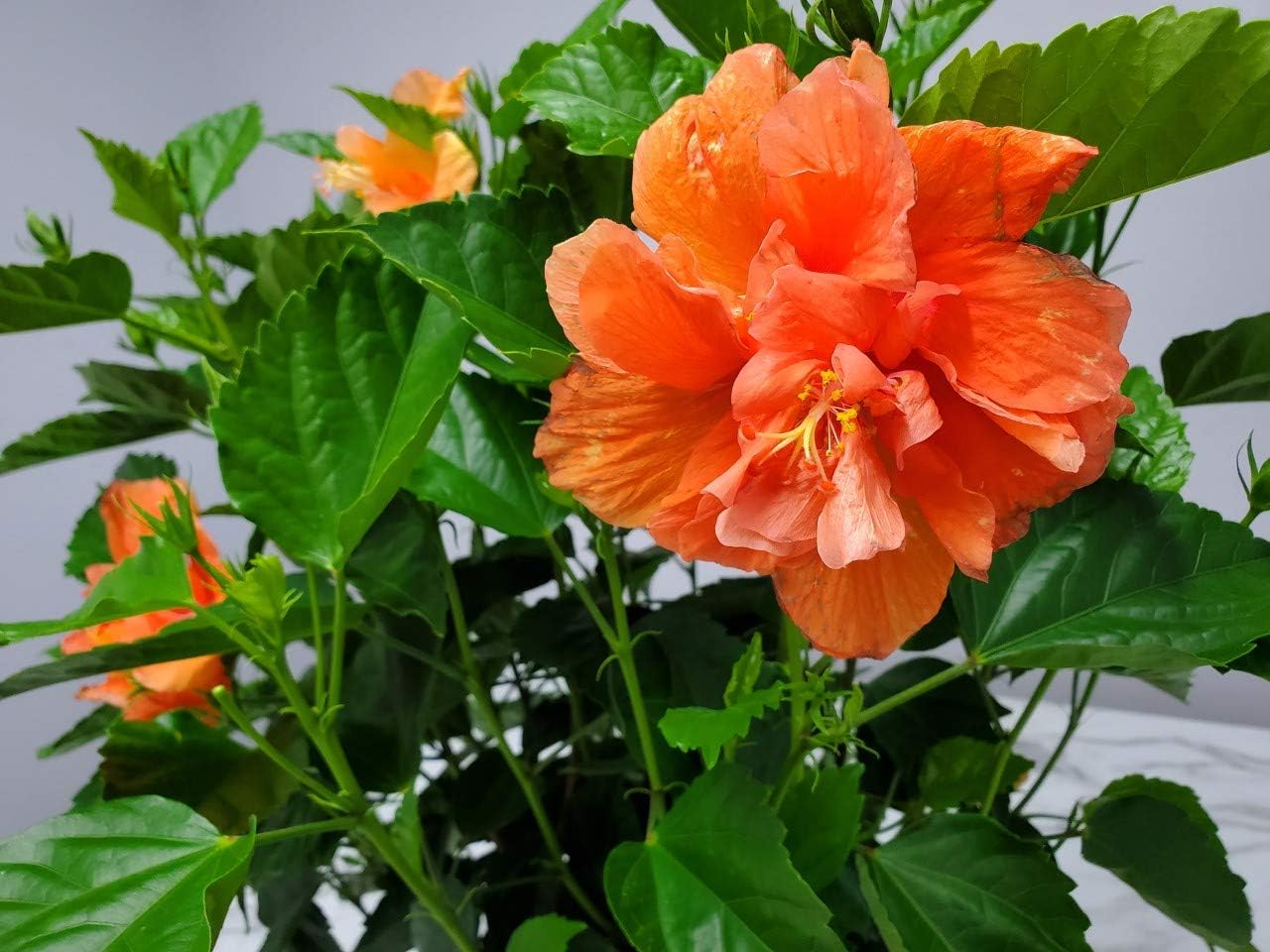 Hibiscus Bush - Double Peach Flowering Plant Live - Overall Height 26