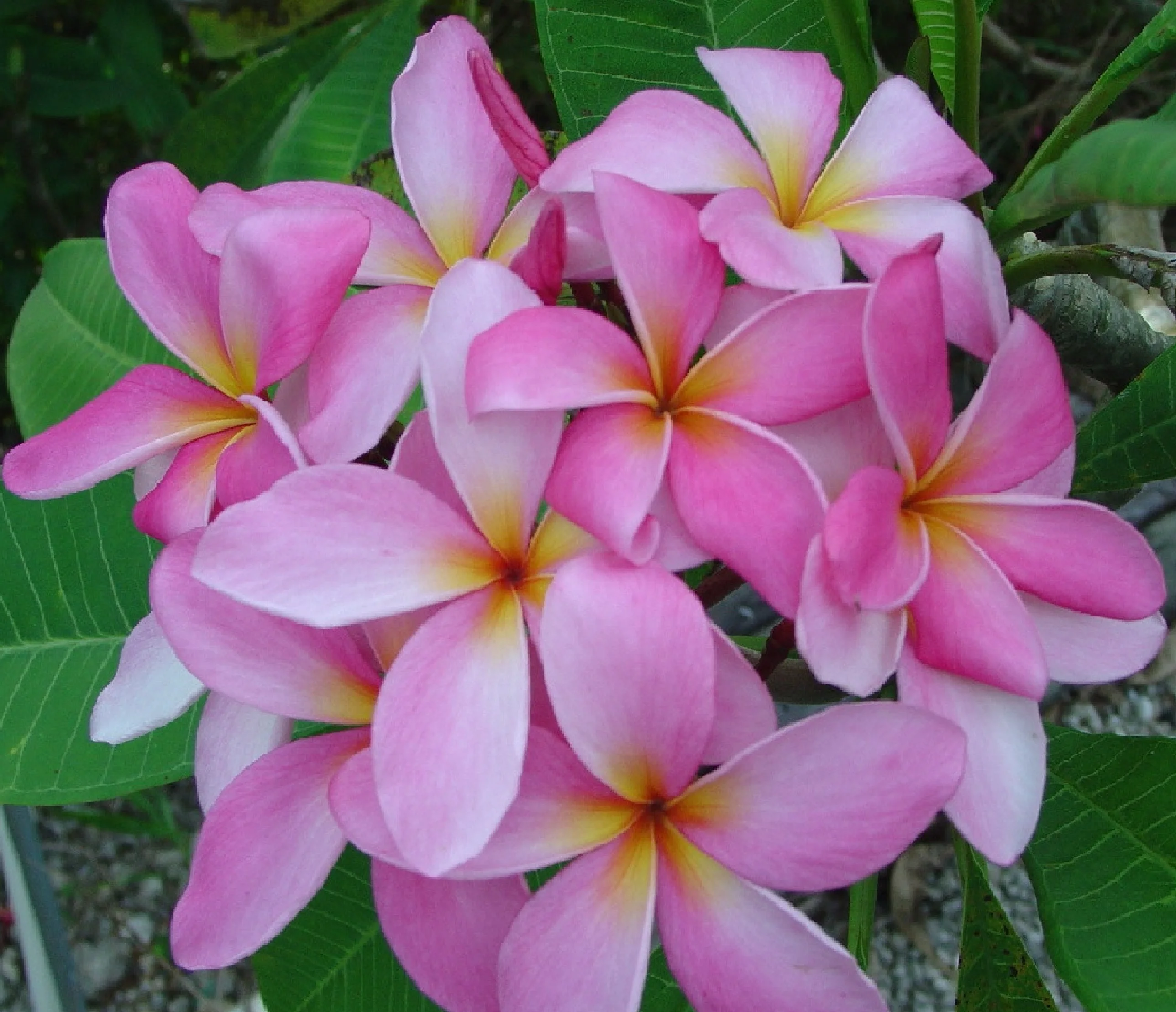 Pink Hawaiian Live Plumeria Frangipani Plant Cutting 9