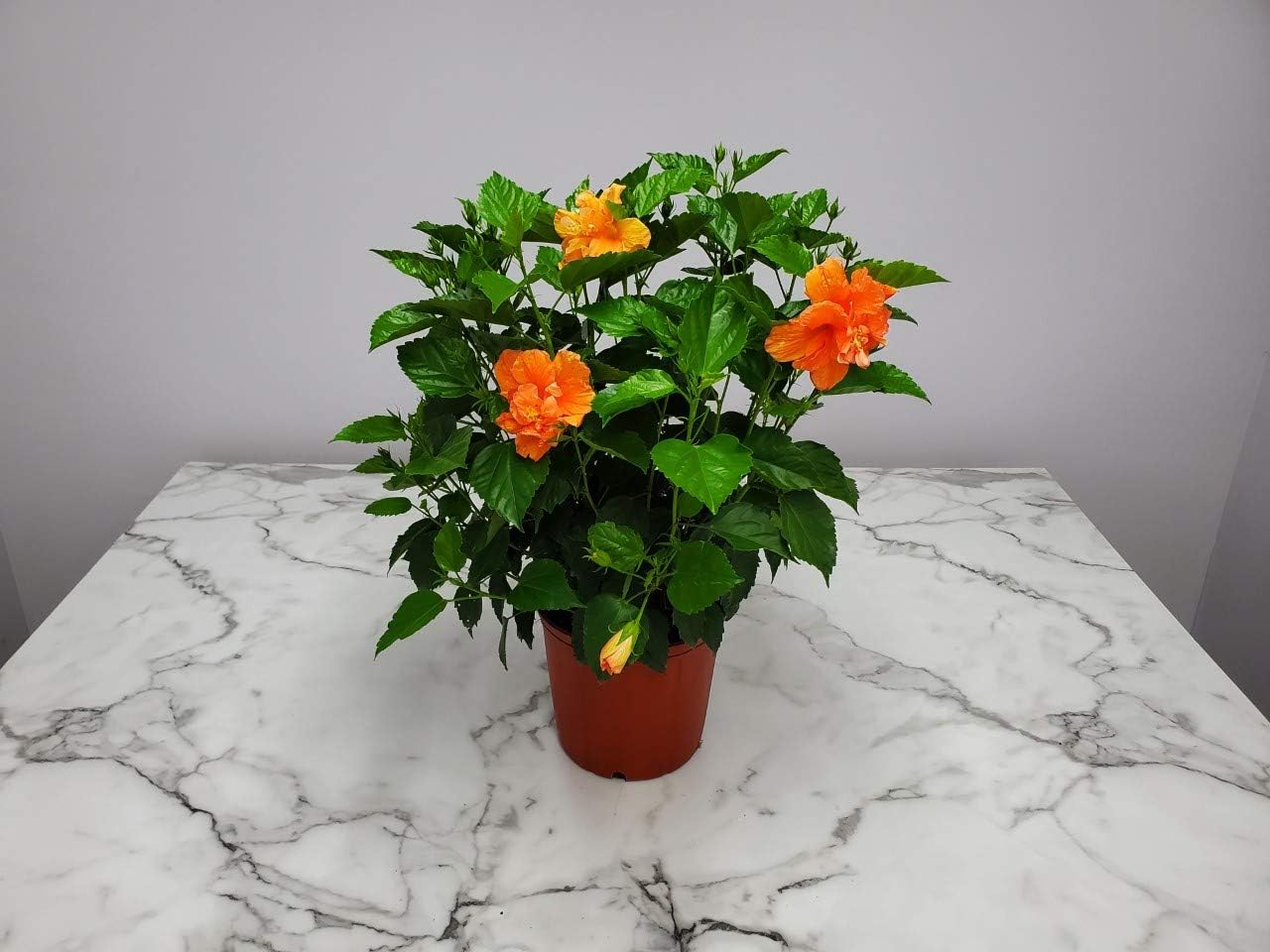 Hibiscus Bush - Double Peach Flowering Plant Live - Overall Height 26