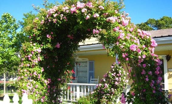 Peggy Martin Climbing Rose - Live Plant - 3 Gallon Pot