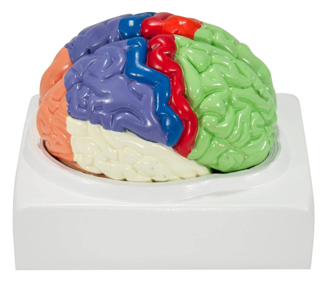 Axis Scientific Human Brain Model Anatomy with Colored and Labeled Regions, 2-Part Human Brain Model Disassembled Includes Base,