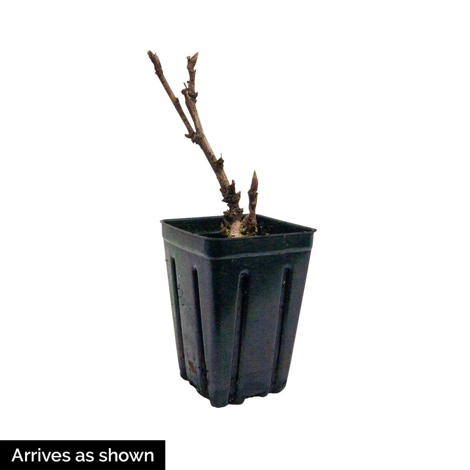 Oochigeas Itoh Peony Dormant Bare Root Flowering Perennial Starter Plant (1-Pack) - Radiant Selections