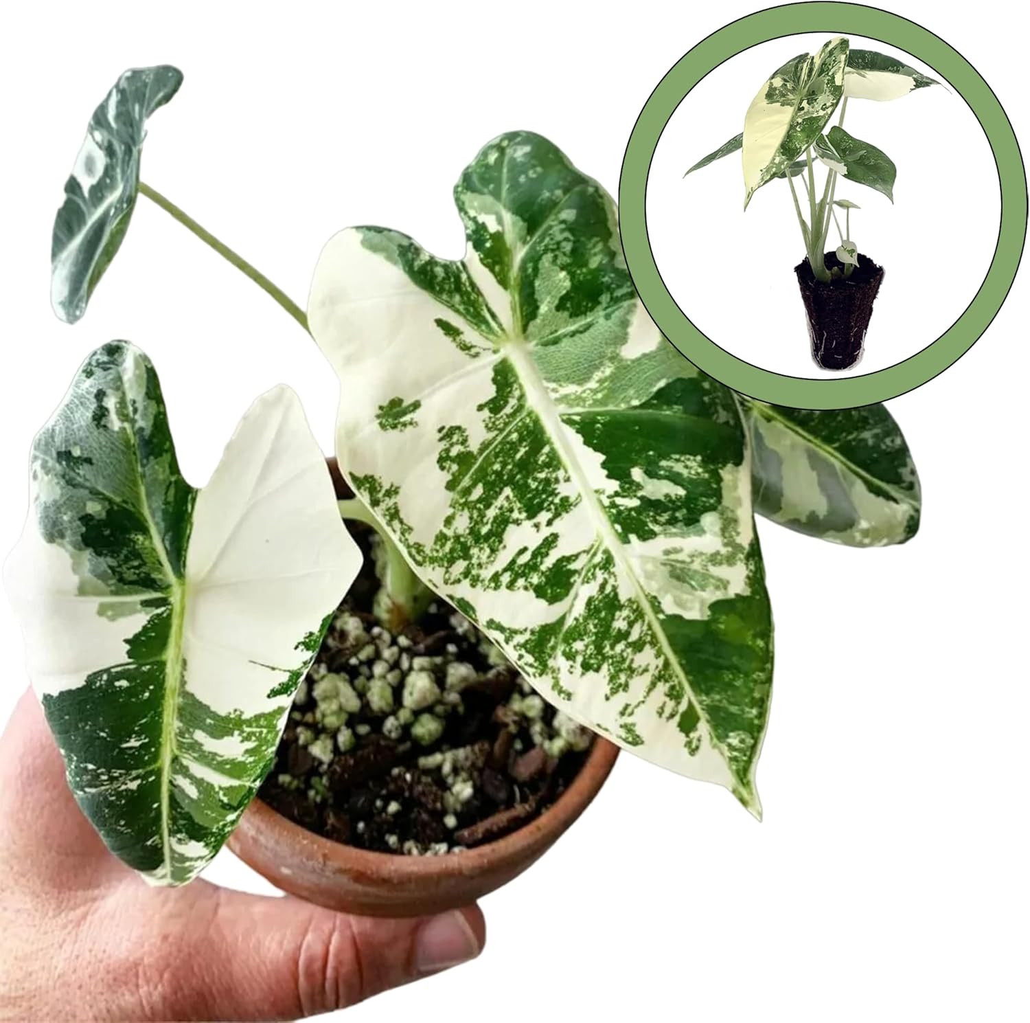 Alocasia Variegated frydek Starter Plant