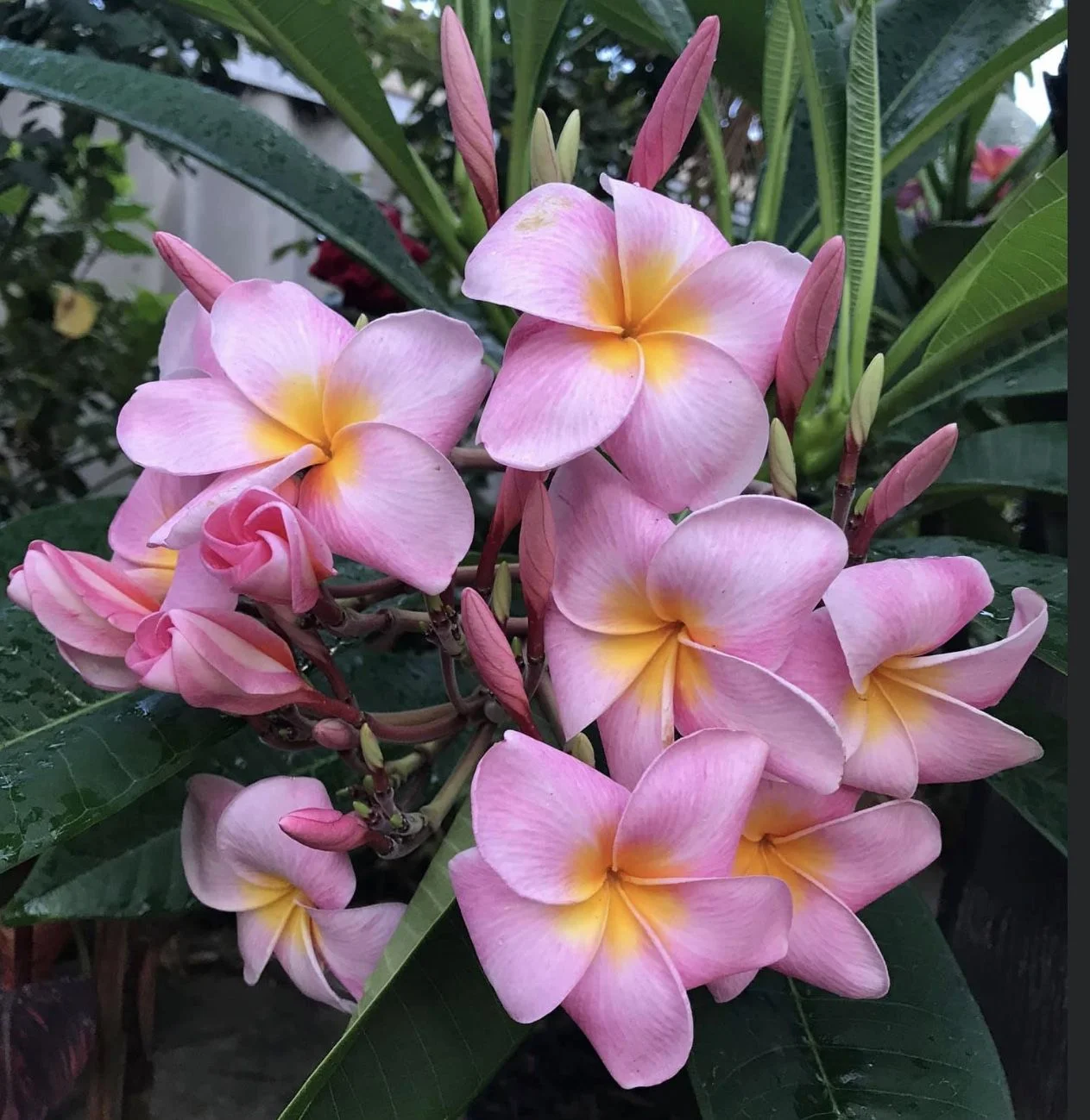 Pink Hawaiian Live Plumeria Frangipani Plant Cutting 9