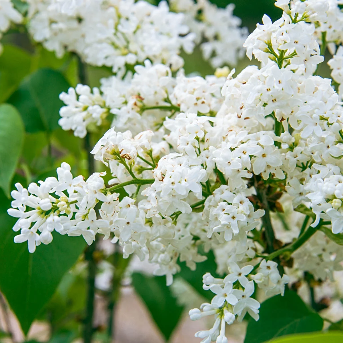 Snowy Beach Party Lilac White Flowering Lilac Deciduous Shrub , in a 1 gallon pot