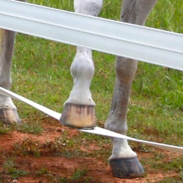 CenFlex Flexible Horse Fence Rail - 660 ft. Roll, Brown