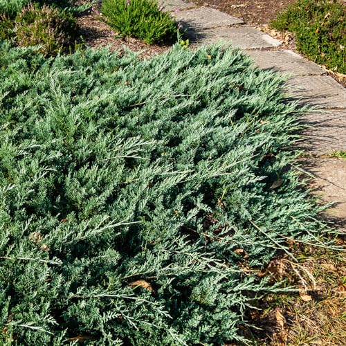 Blue Rug Juniper (2.5 Quart x 6) 6-Pack - Evergreen Shrubs Ground Cover Live - Dwarf Ornamental Conifer Shrub with Blue Green Foliage Drought Tolerant