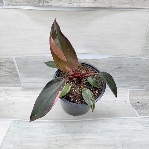 Philodendron Black Cherry Pink Princess Live Rare House Plants (All Plants are Fully Rooted Plants!) in 3