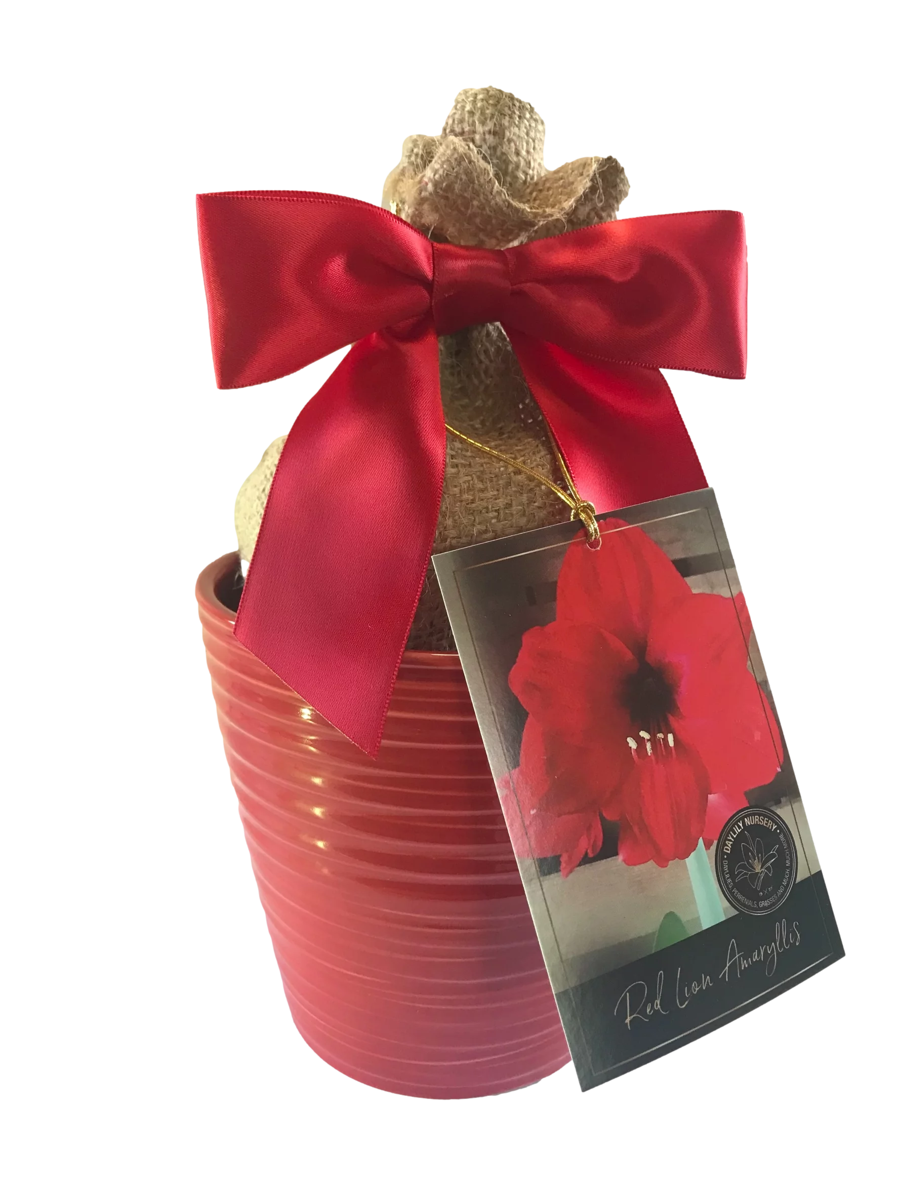 Red Lion Amaryllis Bulb in a Red Ceramic Pot, With a Burlap Sack, a Red Ribbon and a Professional Growing Medium