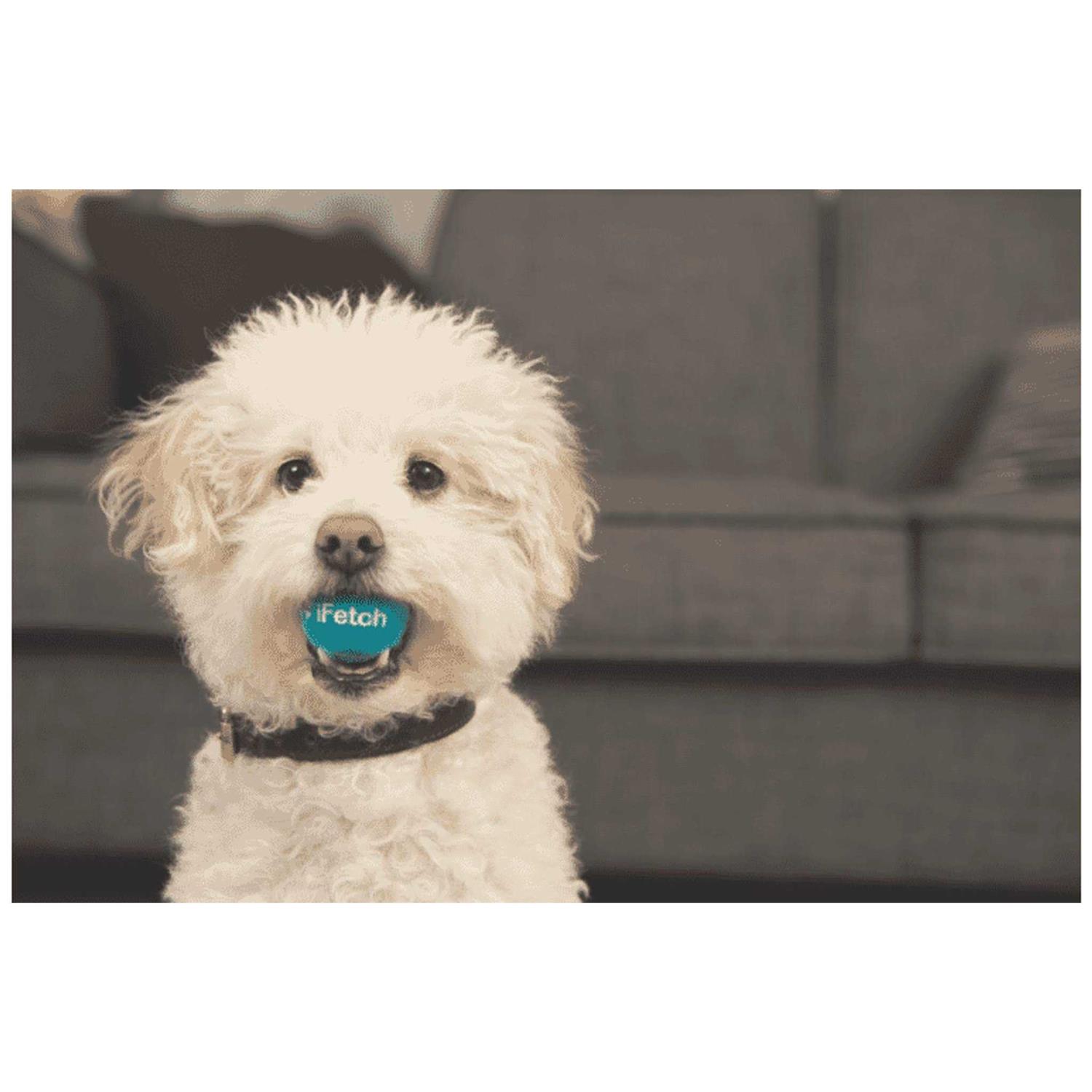 iFetch Interactive Dog Ball Launcher - Pet Supplies online store