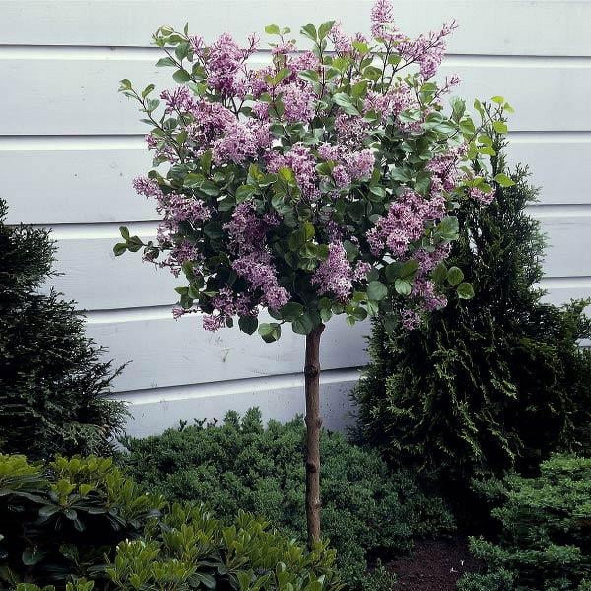 Brighter Blooms - Dwarf Korean Lilac Tree, 5-6 ft. - No Shipping To AZ