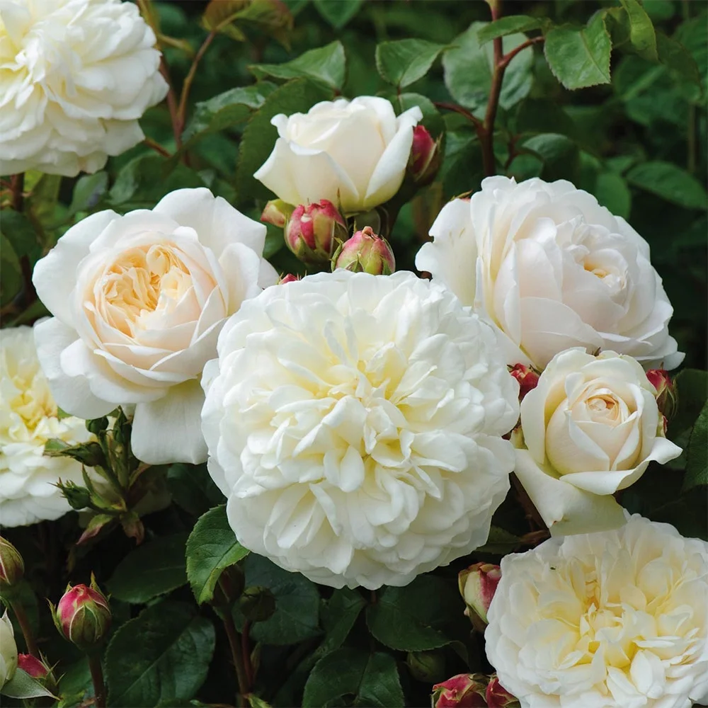 Heirloom Roses Rose Bush - Tranquillity&reg; David Austin Live Plant, White Roses For Planting