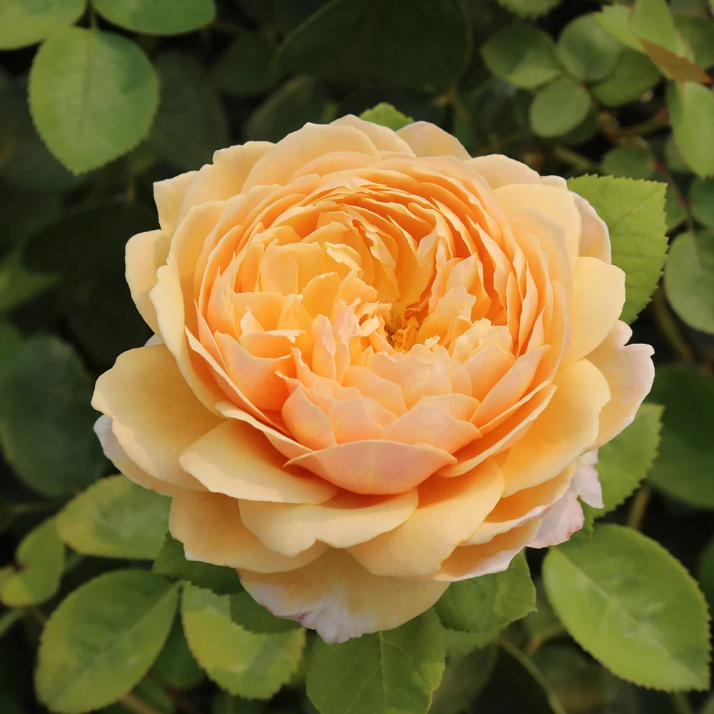 Charles Darwin&reg; David Austin Rose by Heirloom Roses - Live Yellow Rose Bush