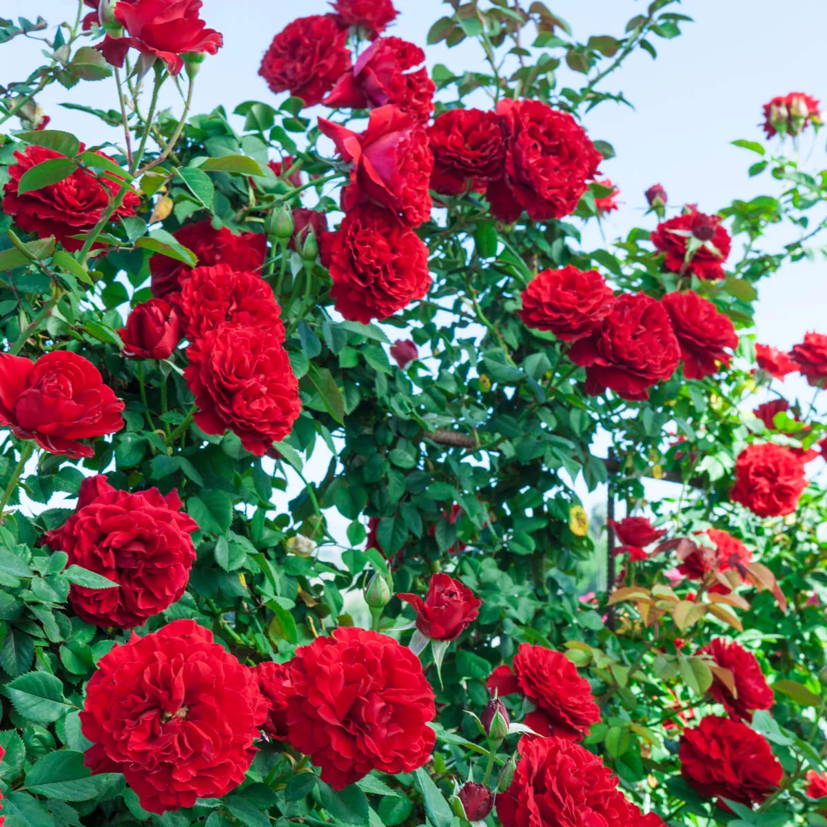 Lady in Red Dormant Bare Root Climbing Rose, 1-Pack - Radiant Selections