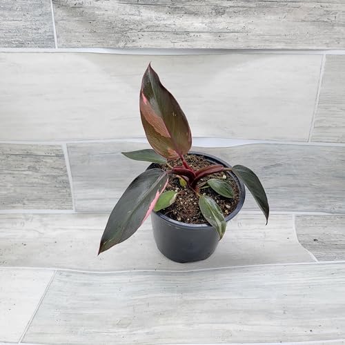 Philodendron Black Cherry Pink Princess Live Rare House Plants (All Plants are Fully Rooted Plants!) in 3