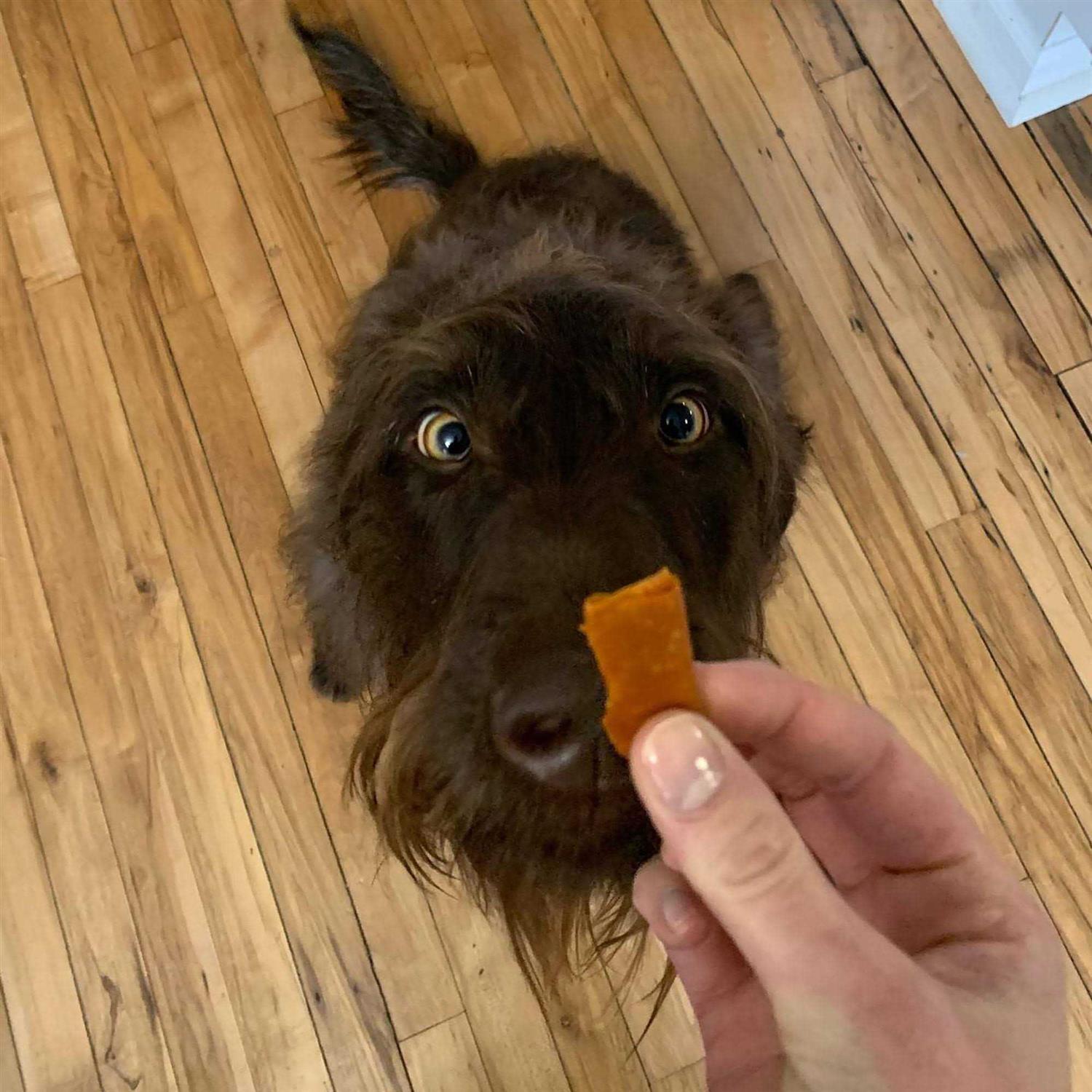 Stashios Wrap Ups - Pet Supplies online store