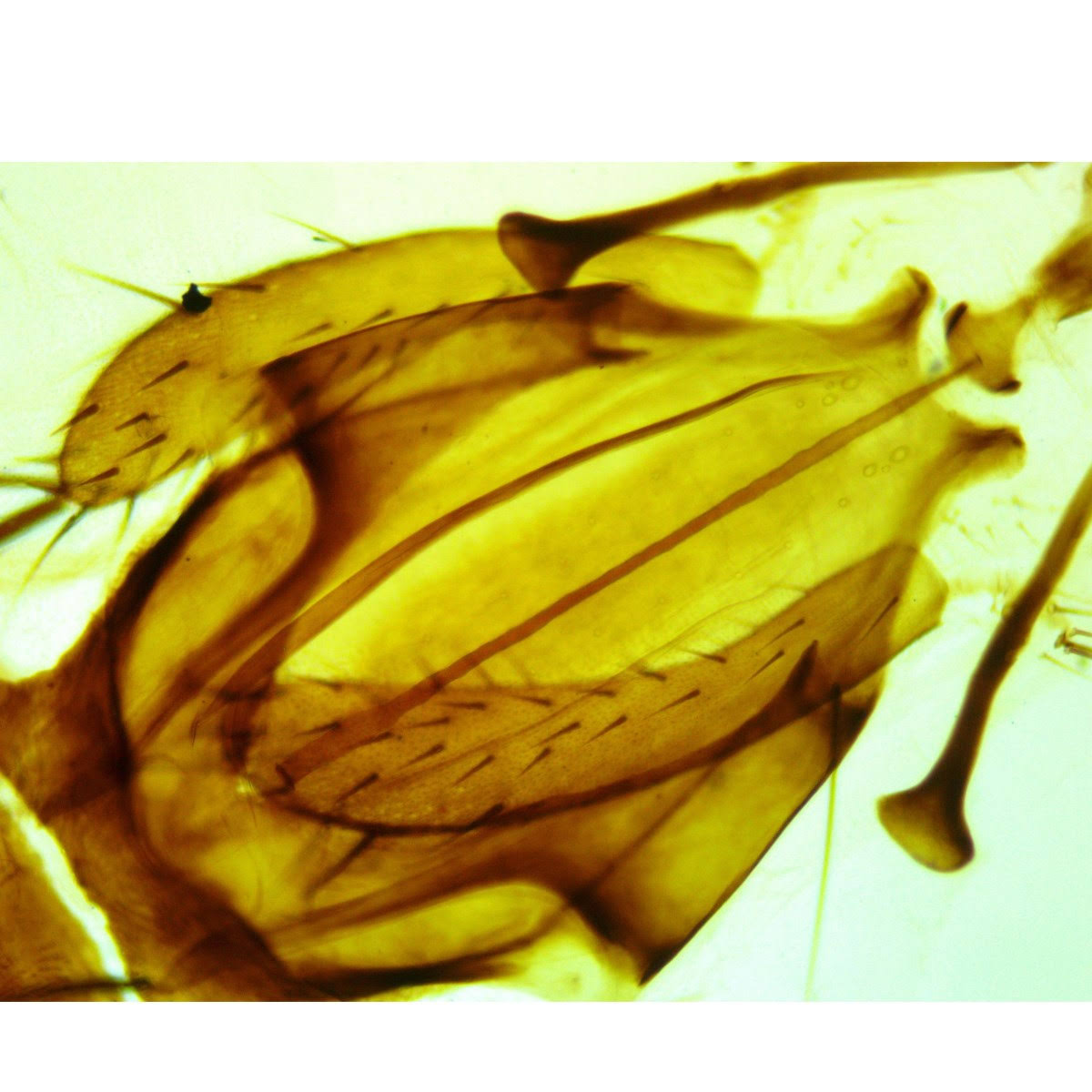 OMAX 40X-1600X Compound Binocular Biological Microscope with Replaceable LED Light