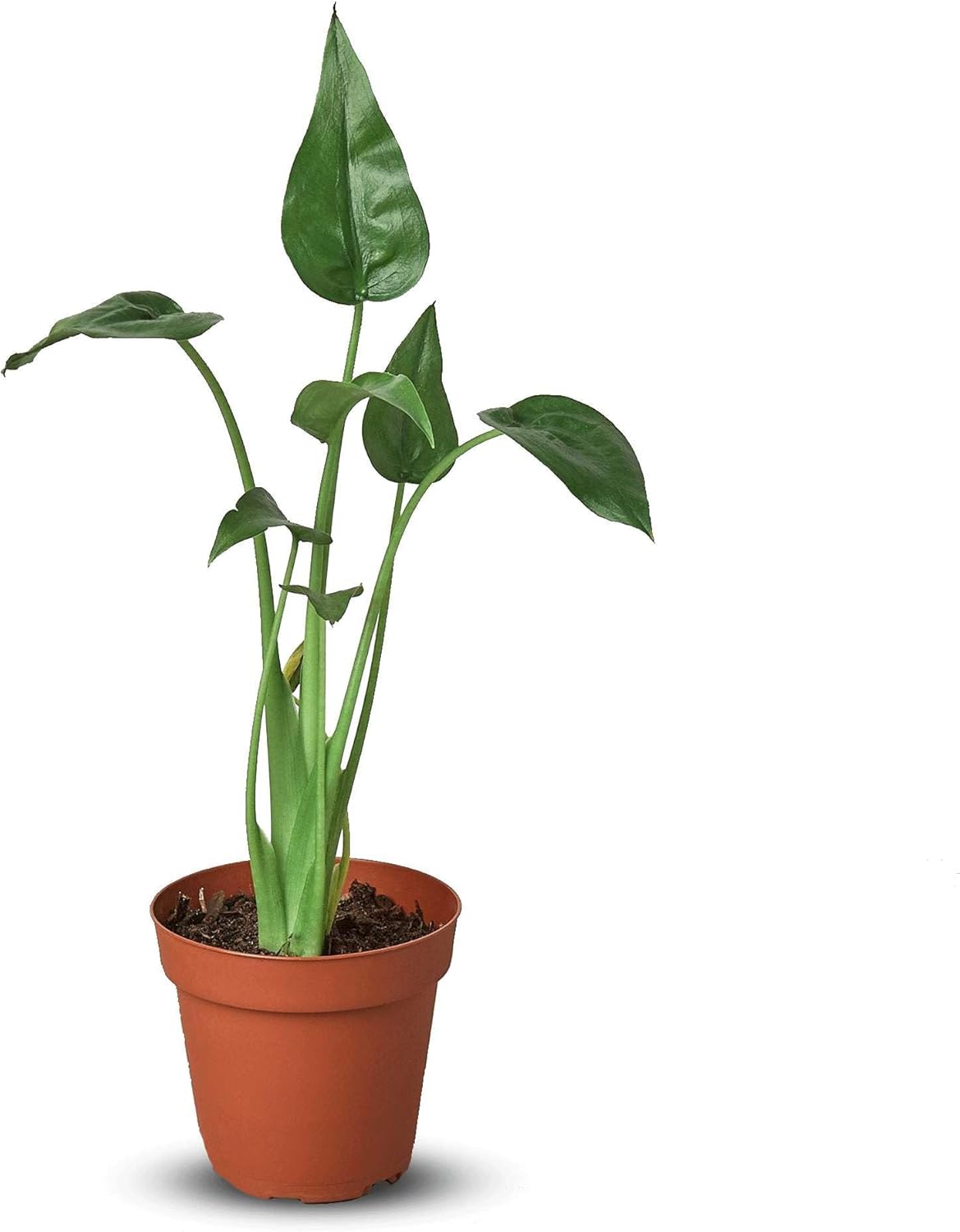 Alocasia Tiny Dancer Live Plant for Indoor | Different Houseplants in 4'' & 6'' Pot | Real House Plant Decor for Living Room, Office, Desk & Bathroom | Tiny Dancer | Alocasia Tiny Dancer