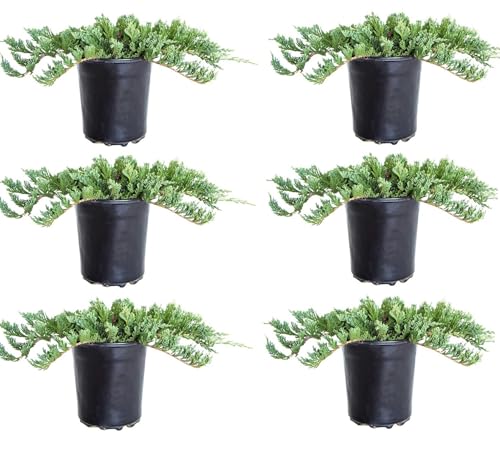 Blue Rug Juniper (2.5 Quart x 6) 6-Pack - Evergreen Shrubs Ground Cover Live - Dwarf Ornamental Conifer Shrub with Blue Green Foliage Drought Tolerant