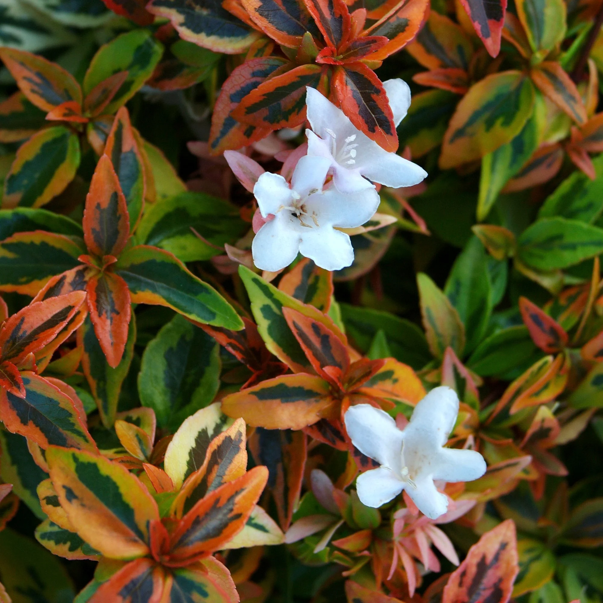 Southern Living Plant Collection Abelia Kaleidoscope Live Shrub (2 Gallon) - Radiant Selections