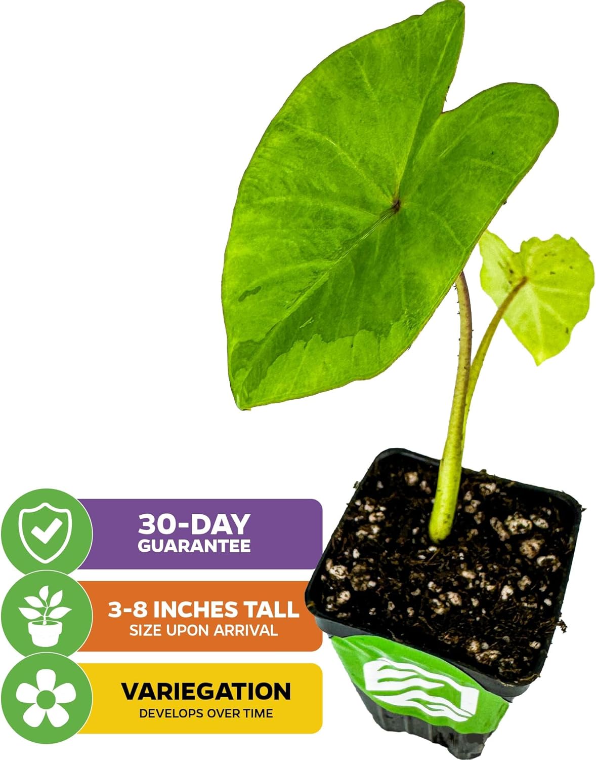 Nancyana Elephant Ear Live Plant - Nancy's Revenge - Colocasia - Wellspring Gardens Starter Plant for Indoor and Outdoor Garden Planting - Tropical Perennial Plant, Potted Houseplant