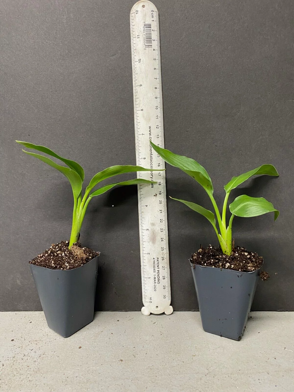 ~~GIANT WHITE~~Bird of Paradise~Strelitzia Nicholai~~WELL STARTER ROOTED PLANT