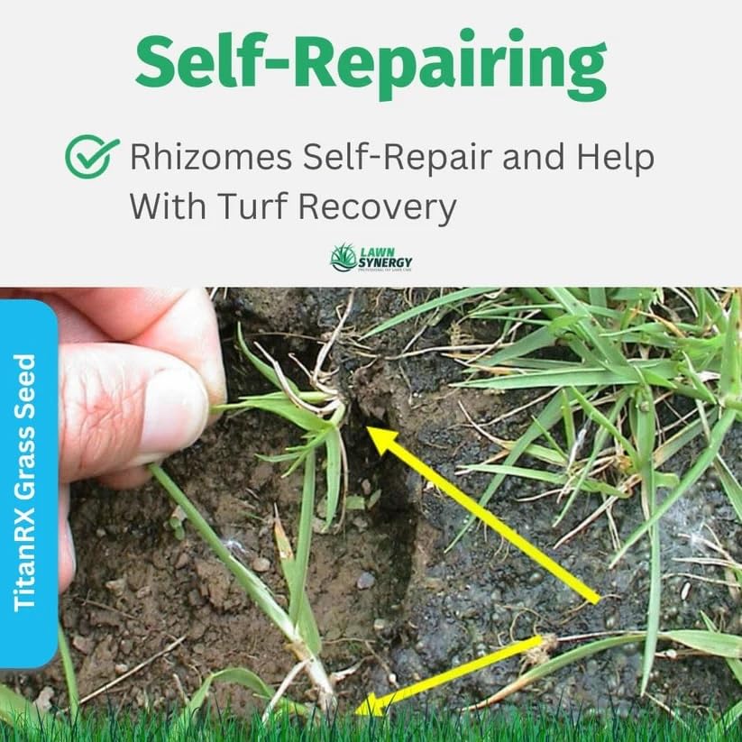 Titan RX Sun and Shade Turf-Type Tall Fescue Grass Seed (10 lbs.)