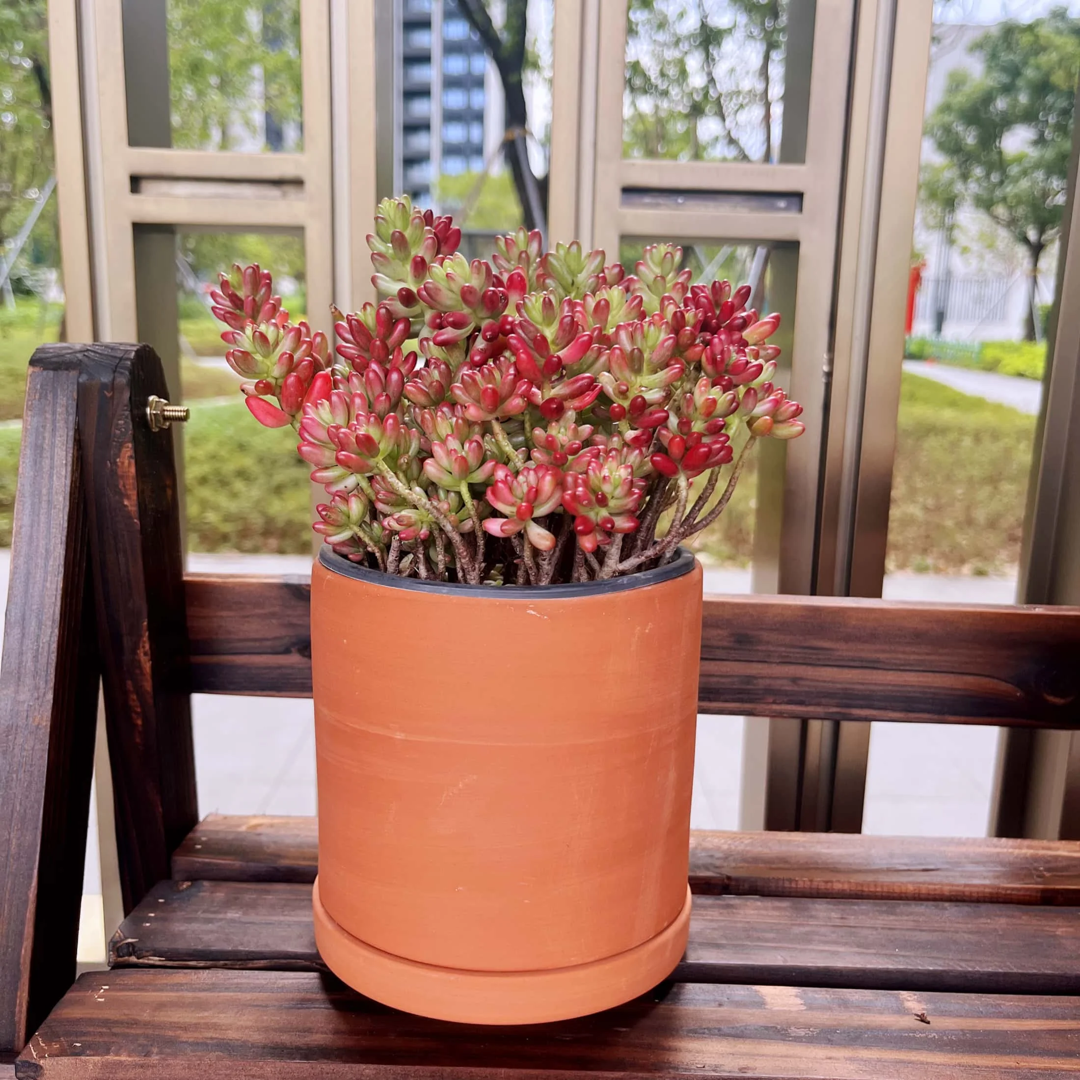 Terracotta Flower Pots, 5.9" x 3.5" x 4.7", Round, Red, 3 Count with Drainage Holes