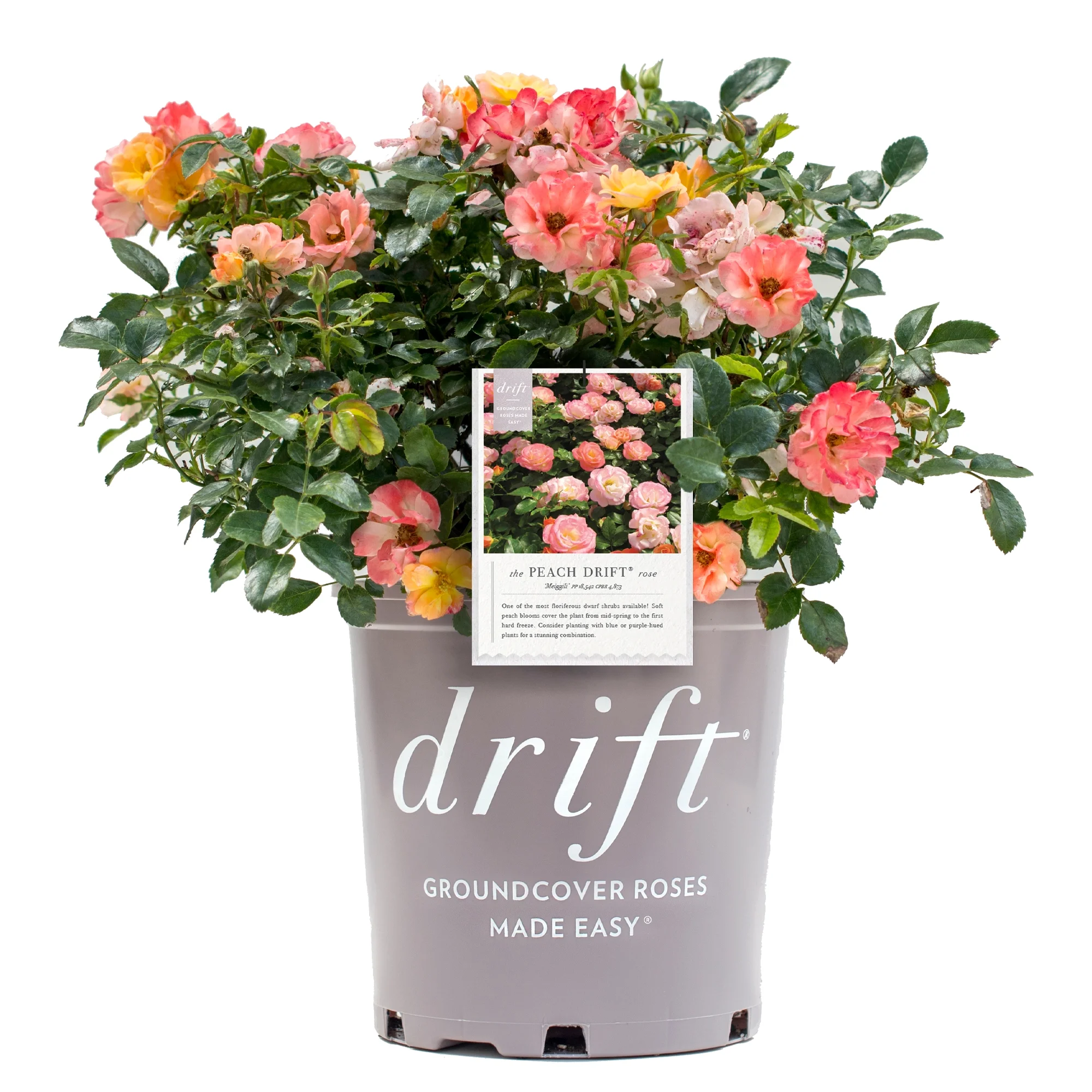 Drift Peach Rose Live Shrub (2 Gallon)