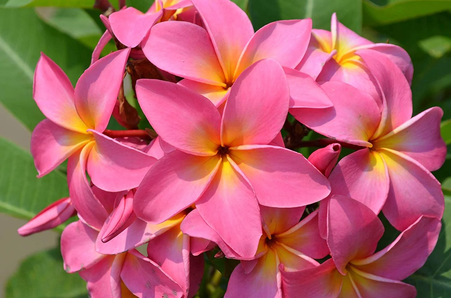 Pink Hawaiian Live Plumeria Frangipani Plant Cutting 9