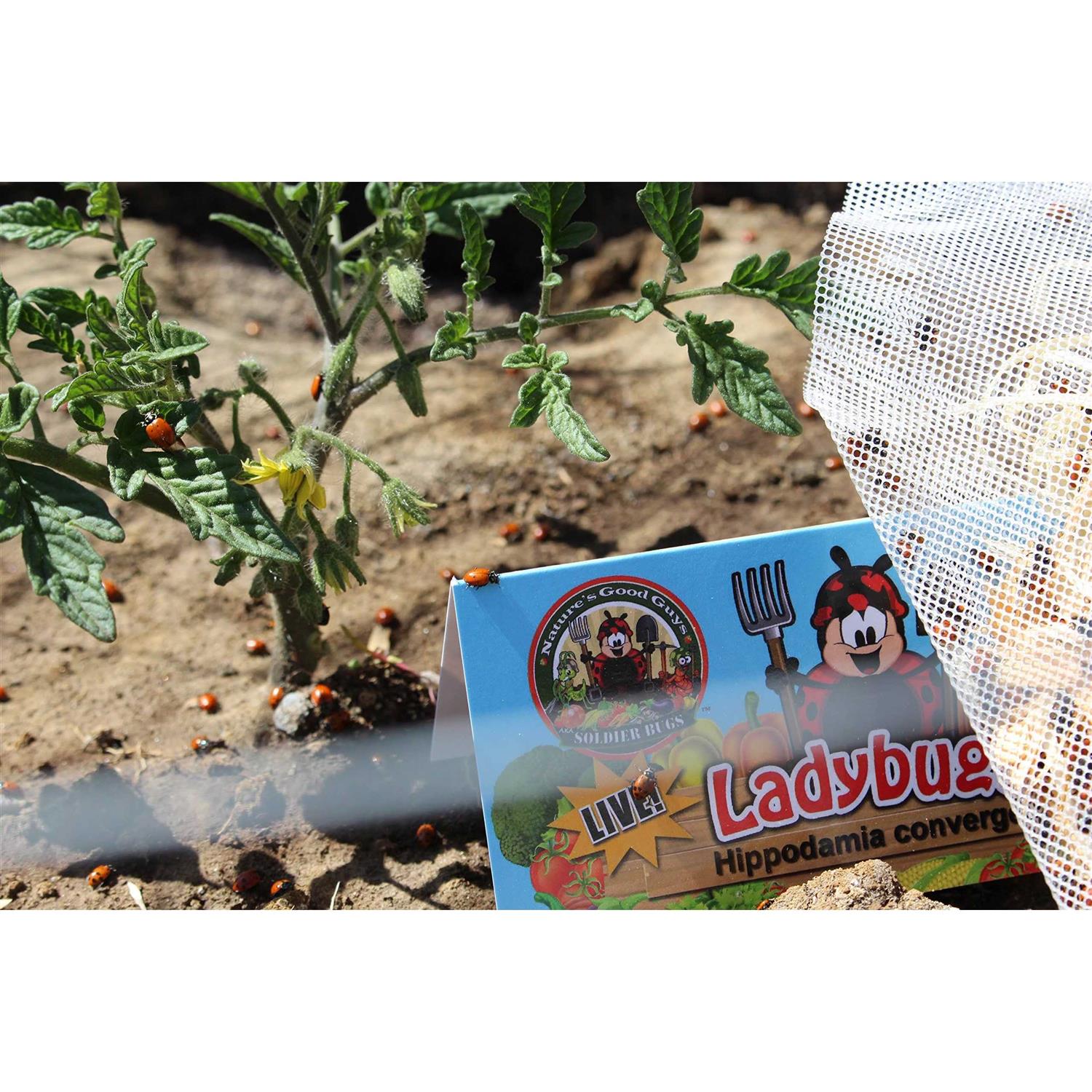 300 Live Ladybugs Good Bugs - Pet Supplies online store
