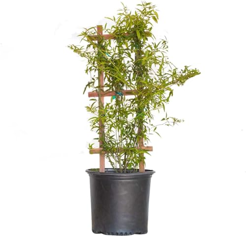 Yellow Lady Banks Climbing Rose (2.5 Gallon) Thornless Semi-Evergreen Blooming Vine - Full Sun Live Outdoor Plant