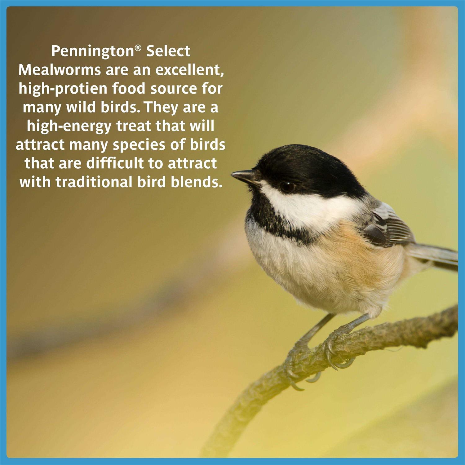 Pennington Mealworms Wild Bird Food - Pet Supplies online store